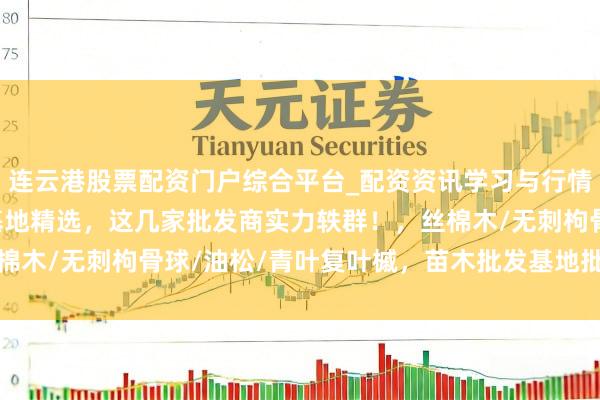 连云港股票配资门户综合平台_配资资讯学习与行情说明 2025苗木批发基地精选，这几家批发商实力轶群！，丝棉木/无刺枸骨球/油松/青叶复叶槭，苗木批发基地批发商推选分析